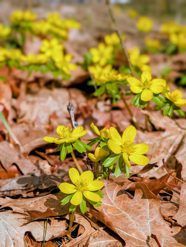 Volkmarshäuser Blatt 130